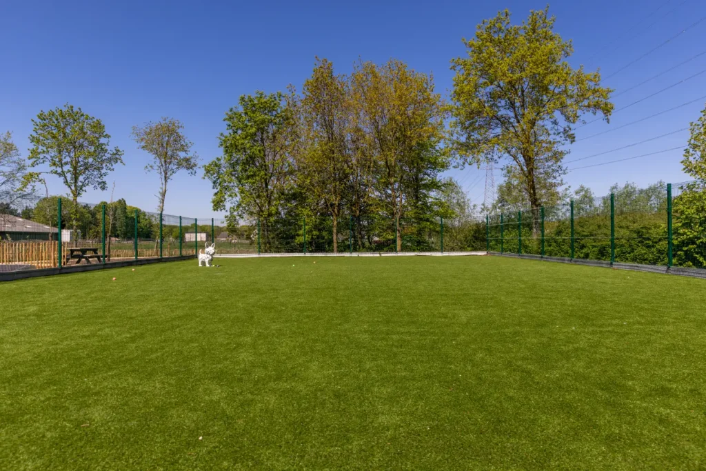 Speelweide met kunstgras voor honden bij ’t Hoogstehof
